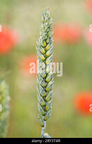 Das Ohr des Weichweizens steht auf einem Feld mit Mohnblumen als rote Punkte im Hintergrund. Stockfoto