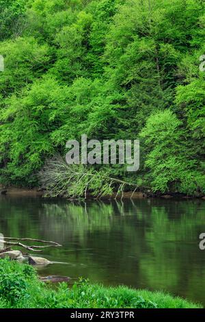 Frühling auf dem Clarion River, Cook Forest State Park, Pennsylvania Stockfoto