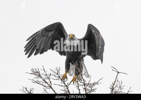 Bald Eagle beim Start Stockfoto