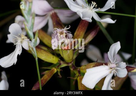 Rhagonycha fulva Familie Cantharidae Gattung Rhagonycha gemeinsamer roter Soldatenkäfer Blutsauger Käfer Hogweed Bonking Käfer Wildnis Natur Insektentapete, Stockfoto