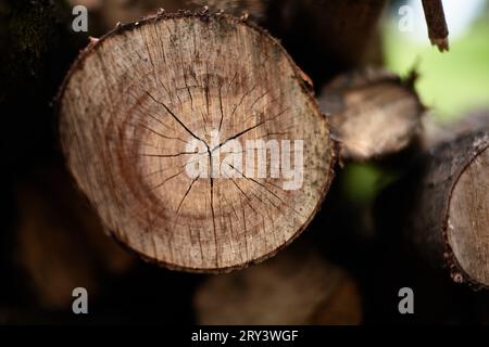 Abgeholzte Bäume liegen übereinander. Stockfoto