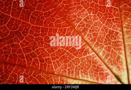 Boston-Efeu, Blatt Detail im Herbst (Parthenocissus Tricuspidata Veitchii) Stockfoto