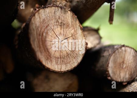 Abgeholzte Bäume liegen übereinander. Stockfoto