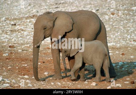 Afrikanische Elefanten (Loxodonta africana), Kuh mit Kalb, Etosha Nationalpark, Namibia Stockfoto