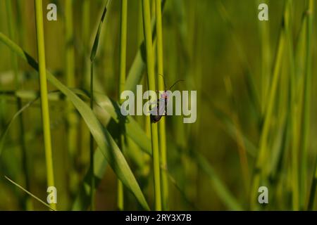 Cantharis rustica Familie Cantharidae Gattung Cantharis rustikaler Seemannkäfer wilde Natur Insektentapete, Fotografie, Bild Stockfoto