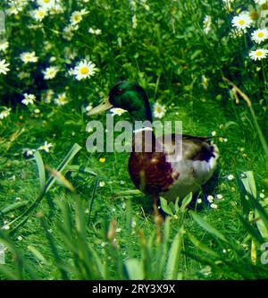 Stockente, Anes platyrhinchos Stockfoto