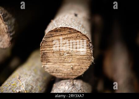 Abgeholzte Bäume liegen übereinander. Stockfoto