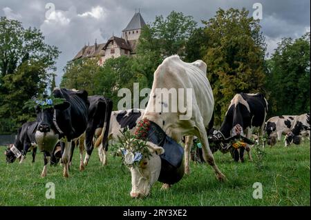 Schweizer Kühe mit Blumen und einer riesigen Kuhglocke dekoriert. Zeremonie der Desalpes. Holstein Friesian. Blonay, Waadtländer Kanton, Schweiz. Stockfoto