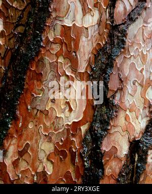 Pine Tree bark Stockfoto