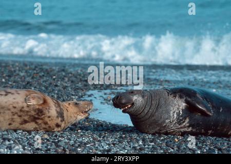 Graurobben (Halichoerus grypus), Paar, Helgoland, Schleswig-Holstein, Deutschland Stockfoto