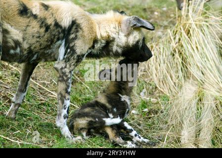 Afrikanischer Wildhund (Lycaon Pictus), Welpe, Welpen, afrikanischer Wildhund, Afrika, Afrika Stockfoto