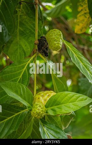 Zihuatanejo, Mexiko - 18. Juli 2023: Parque Ecoturístico llamado La Chanequera. Grüne und gelbe Noni-Früchte, Morinda citrifolia, auf ihrem grünen Baum por Stockfoto