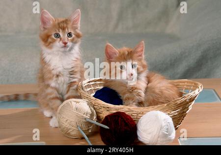 Norwegische Waldkatzen, Kätzchen, im Korb mit Wollkugel Stockfoto