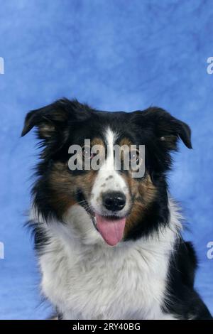 Border Collie, Trikolore Stockfoto