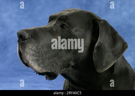 Toller Dane, 10 Jahre alt, alter Hund Stockfoto