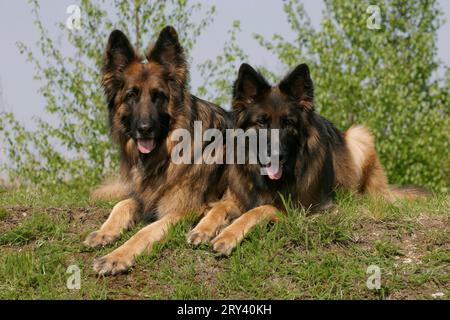Alte Deutsche Schäferhunde, Deutsche Schäferhunde, langhaarig Stockfoto