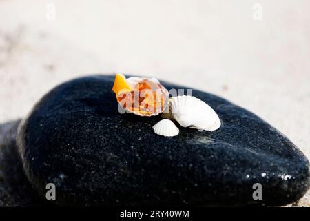 Bernsteinfarbene Nuggets und Muscheln auf einem Ständer auf natürlichem Hintergrund. Bernstein an einem Strand an der Ostseeküste gefunden Stockfoto