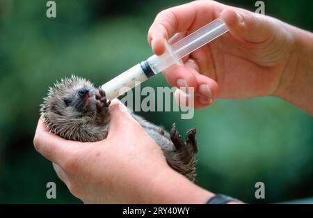 Junger Europäischer Igel (Erinaceus europaeus), Handfütterung, Nordrhein-Westfalen, Deutschland Stockfoto