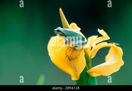 Stripeless Treefrog (Hyla meridionalis), Camargue, Südfrankreich Stockfoto