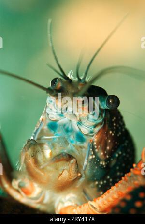 Louisiana Rotkrebse (Procambarus clarkii), Rotsumpfkrebse Stockfoto