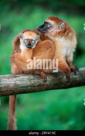 Blauäugiger Lemur, weiblich mit jung (Eulemur macaco flavifrons) Stockfoto