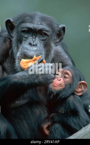 Schimpansen, Weibchen mit gewöhnlichem Schimpansen (Pan troglodytes), Schimpansen, Weibchen mit Jungen Stockfoto