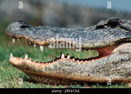 Amerikanischer Alligator (Alligator mississippiensis), Everglades National Park, Florida, PAGE, USA Stockfoto