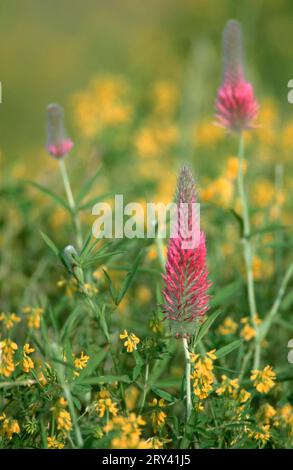 Purpurklee (Trifolium rubens), Provence, Südfrankreich Stockfoto