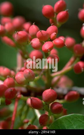 Früchte des Terpentins (Pistacia terebinthus), Provence, terebinth Stockfoto