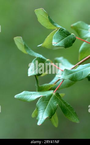 Montpellier Maple (Acer monspessulanum), Provence, Südfrankreich, montpellier Maple, Südfrankreich, Französisch, Europa, Pflanzen, Sträucher, Sträucher, Ahorn Stockfoto