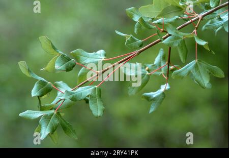 Montpellier Ahorn (Acer monspessulanum), Provence, Südfrankreich, französischer Ahorn Stockfoto