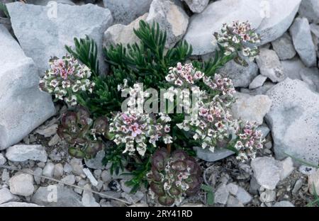Rundblättrige Zimtpfanne, Provence, rundblättrige Zimtkresse (Thlaspi rotundifolium) Stockfoto