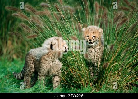 Gepard (Acinonyx Jubatus) cub Stockfoto