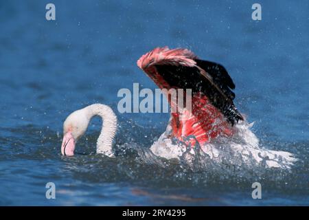 Greater Flamingo (Phoenicopterus ruber roseus) badend, Camargue, Südfrankreich Stockfoto