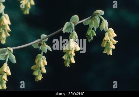 Buttercup Winternuss (Corylopsis spicata) (Corylopsis pauciflora) Stockfoto