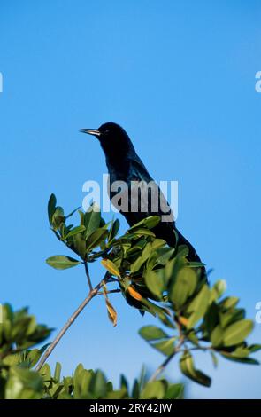 Bootsschwanzgrackle (Quiscalus Major), männlich, Evergaldes National Park, Florida, USA Stockfoto