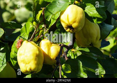 Zweig eines Baumes mit Reifen gelben Quittenfrüchten. Stockfoto