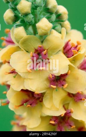 Dunkle Königskerze (Verbascum nigrum), Europa, Blumen, Pflanzen, Pharynxpflanzen, Scrophulariaceae, Nahaufnahme, Detail, Nahaufnahme, gelb, Blumen, Medizin Stockfoto
