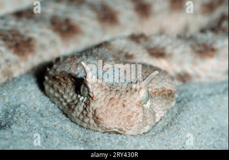 Afrikanische Wüstenhornviper (Cerastes cerastes) Stockfoto