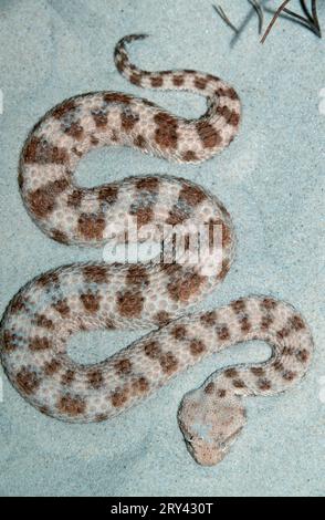 Afrikanische Wüstenhornviper (Cerastes cerastes) Stockfoto