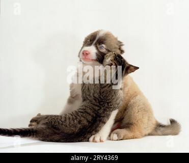 Mischrassenhund, Welpe und Kätzchen, Säugetiere, Haushund, Hauskatze, Kitten, Haustier, Indoor, Studio Stockfoto