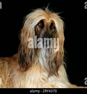 Afghanischer Hund, Afghan, Säugetiere, Säugetiere, Tiere, Haushund, Haustier, Indoor, Studio, Porträt, Hochformat, quadratisch, quadratisch, Erwachsene Stockfoto