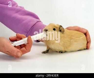 Meerschweinchen bekommt Medizin in den Mund, Zwangsernährung Stockfoto