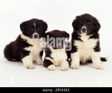 Border-Collie-Welpen Stockfoto