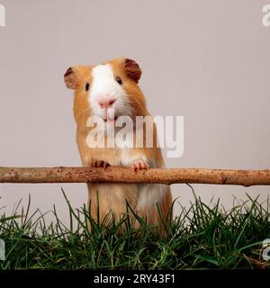 Guinea pig Stockfoto