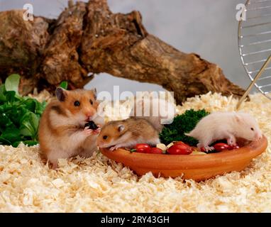 Der Goldene Hamster (Mesocricetus auratus), weiblich mit Jungen Stockfoto