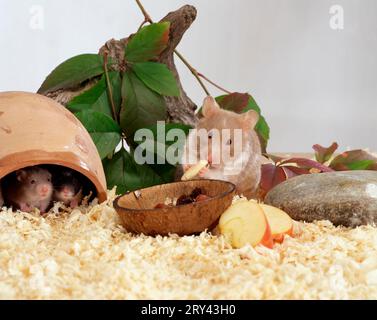 Golden Hamster (Mesocricetus auratus) und Youngs, Golden Hamster und Youngs, Indoor, Studio Stockfoto