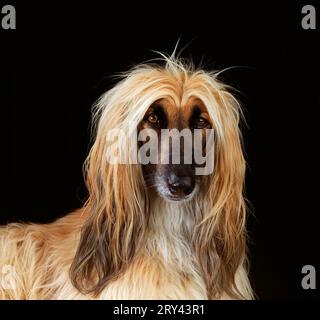 Afghanischer, Afghanischer Hund Stockfoto