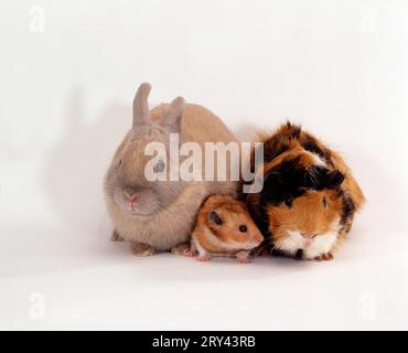 Zwergkaninchen, Goldener Hamster und Abessinisches Meerschweinchen, Zwergkaninchen, Goldener Hamster und Rosette Meerschweinchen, Hauskaninchen, Kaninchen, Indoor Stockfoto