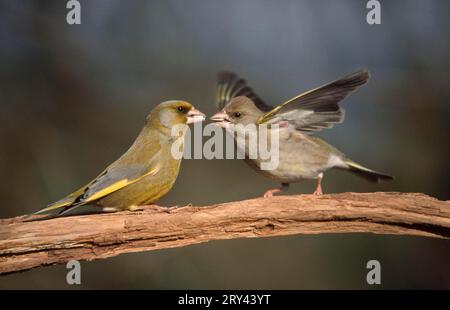 Grünfink (Carduelis chloris), Paar, Niedersachsen, Deutschland Stockfoto